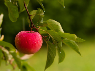 Обои Apple Orchard 320x240