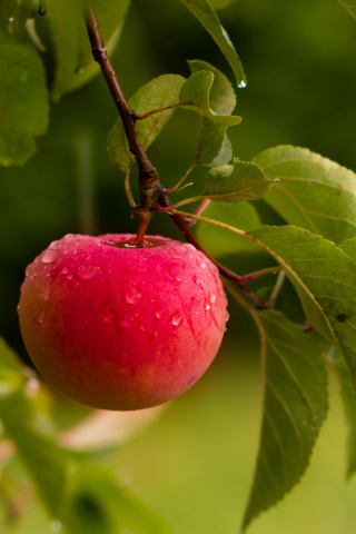 Fondo de pantalla Apple Orchard 320x480