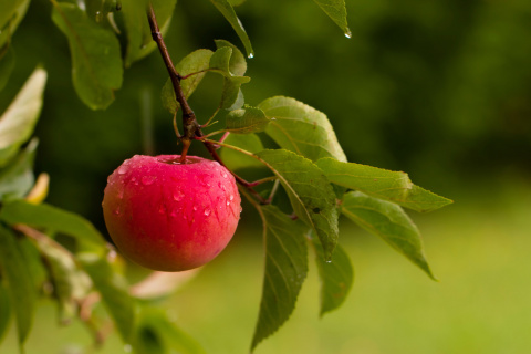 Обои Apple Orchard 480x320