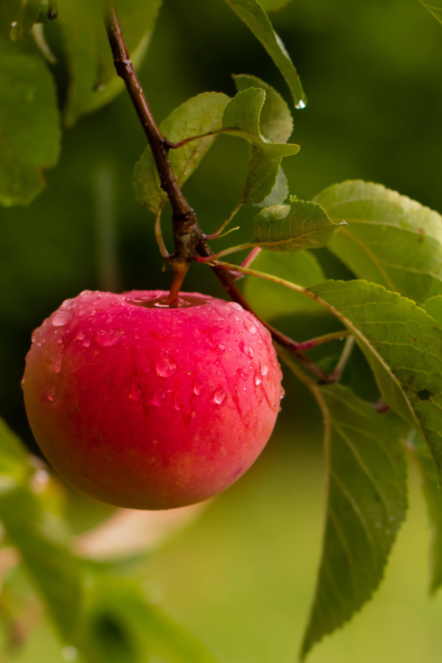 Обои Apple Orchard 640x960