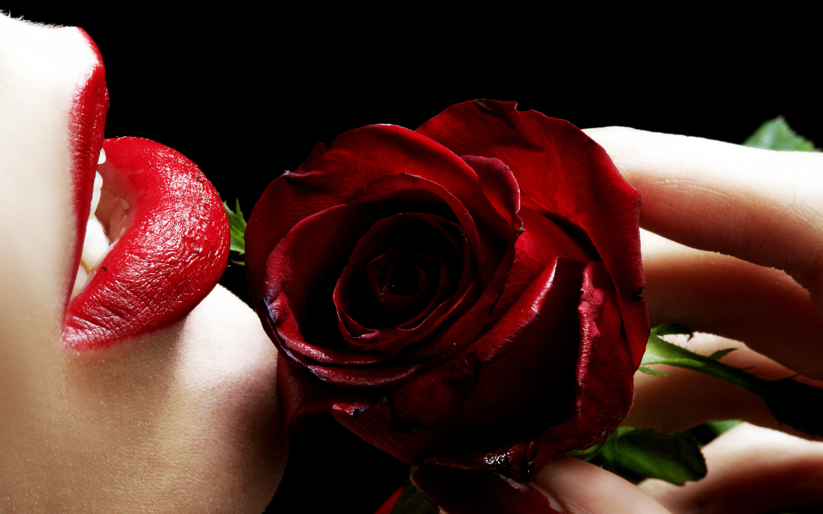 Red Rose and Lipstick wallpaper 1680x1050