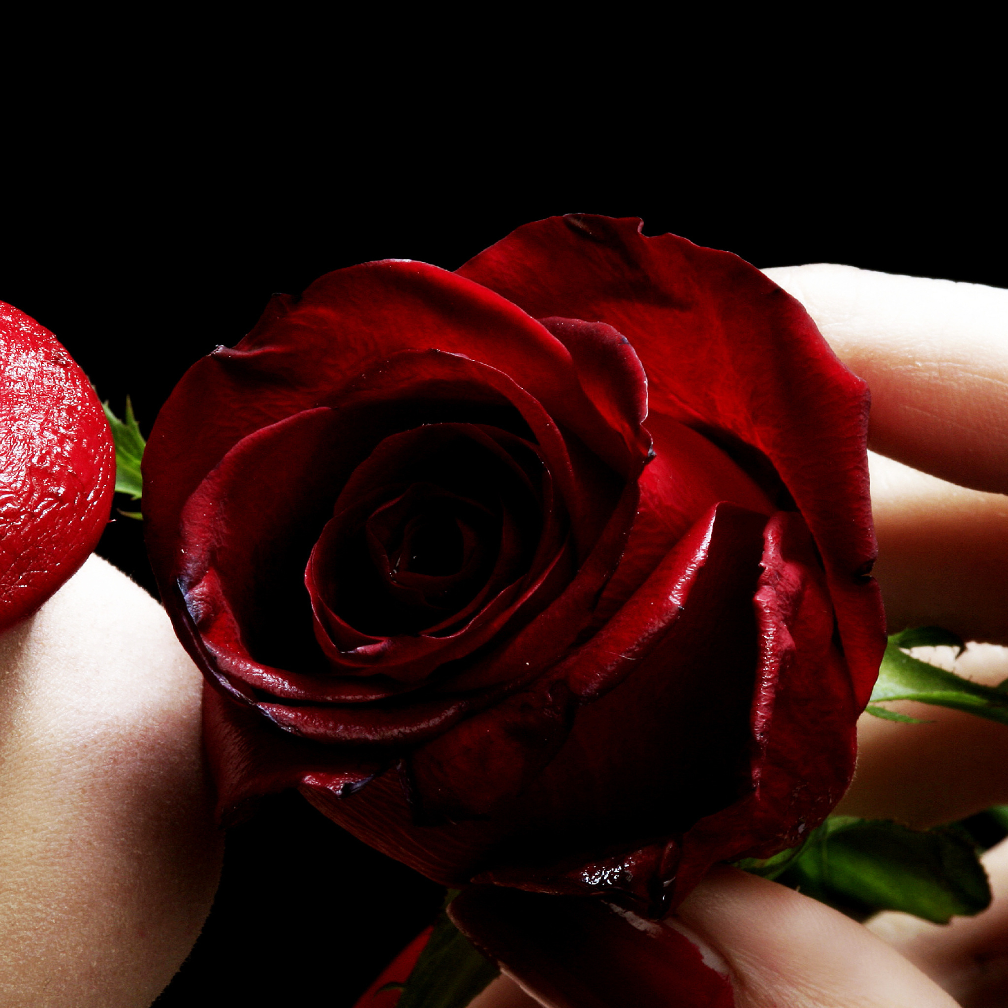 Fondo de pantalla Red Rose and Lipstick 2048x2048