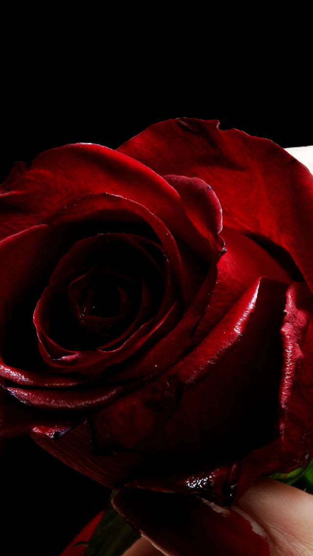 Fondo de pantalla Red Rose and Lipstick 640x1136