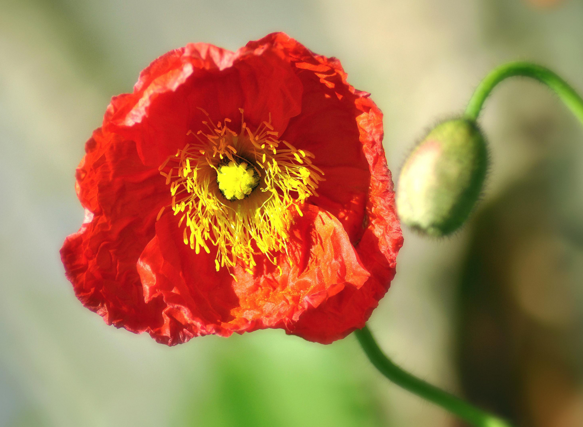 Обои Red Poppy Close Up 1920x1408