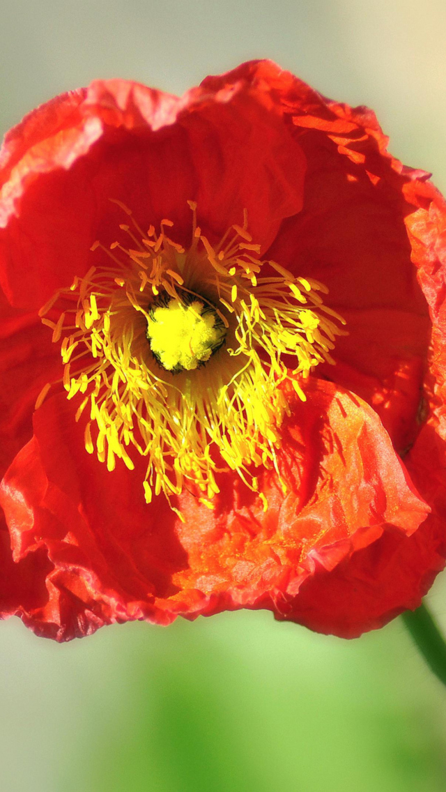 Обои Red Poppy Close Up 640x1136