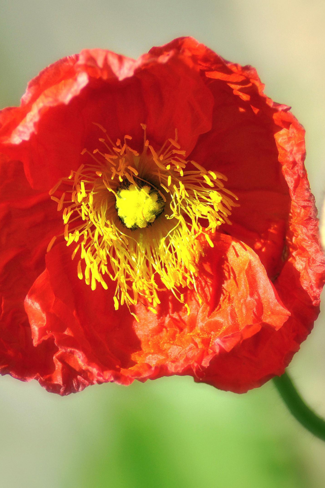 Red Poppy Close Up wallpaper 640x960