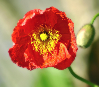 Red Poppy Close Up - Obrázkek zdarma pro 208x208