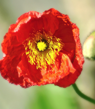 Red Poppy Close Up - Obrázkek zdarma pro 128x160