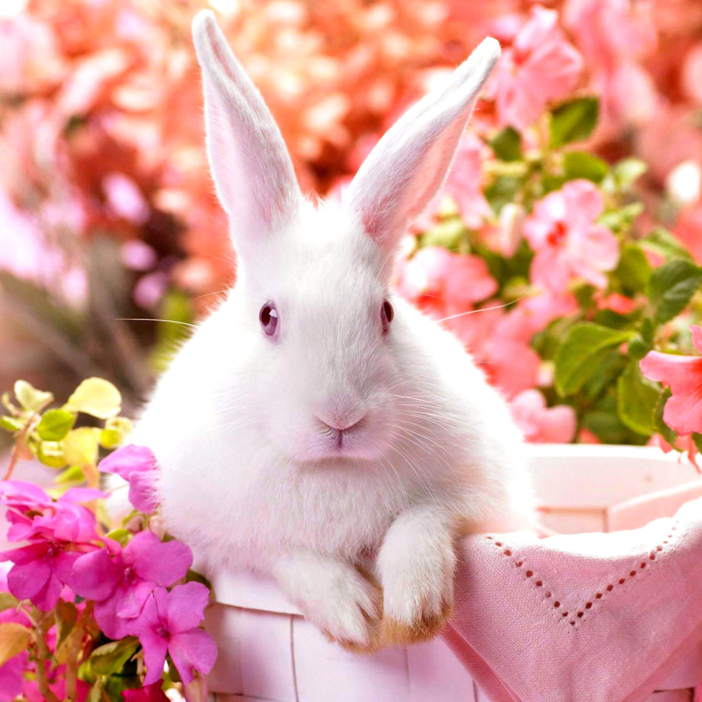 Das Cute Rabbit Wallpaper 1024x1024
