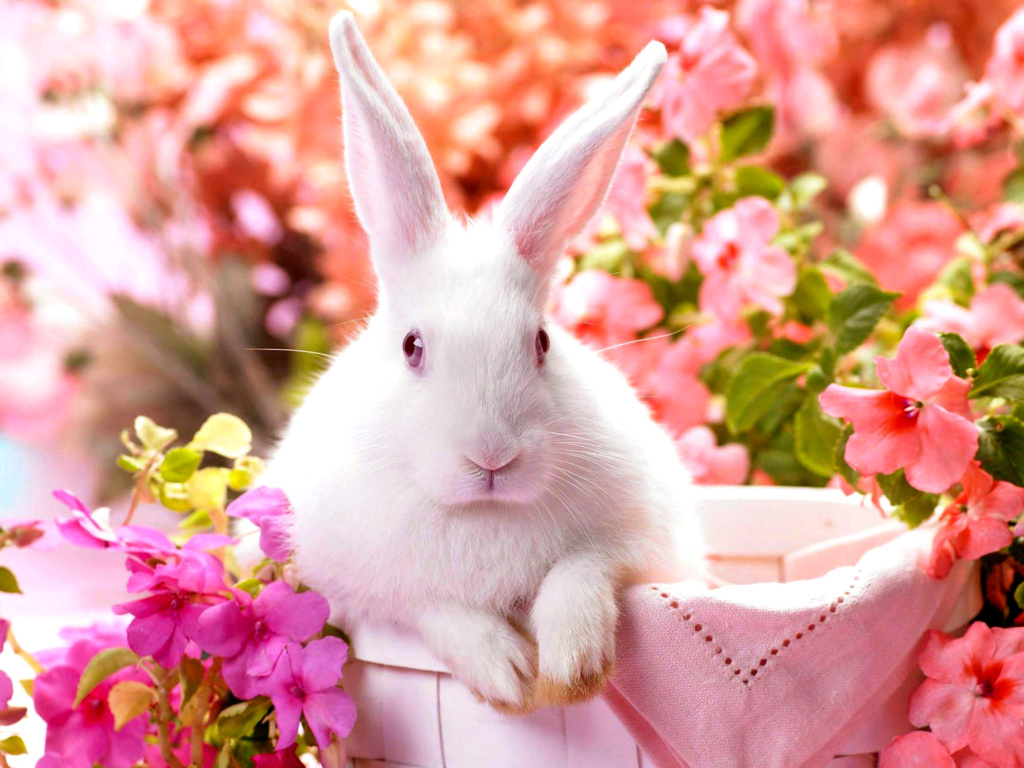 Fondo de pantalla Cute Rabbit 1024x768