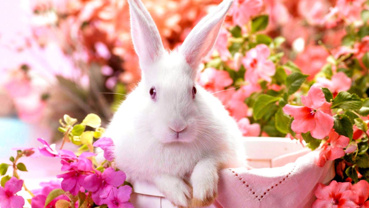 Das Cute Rabbit Wallpaper 1280x720