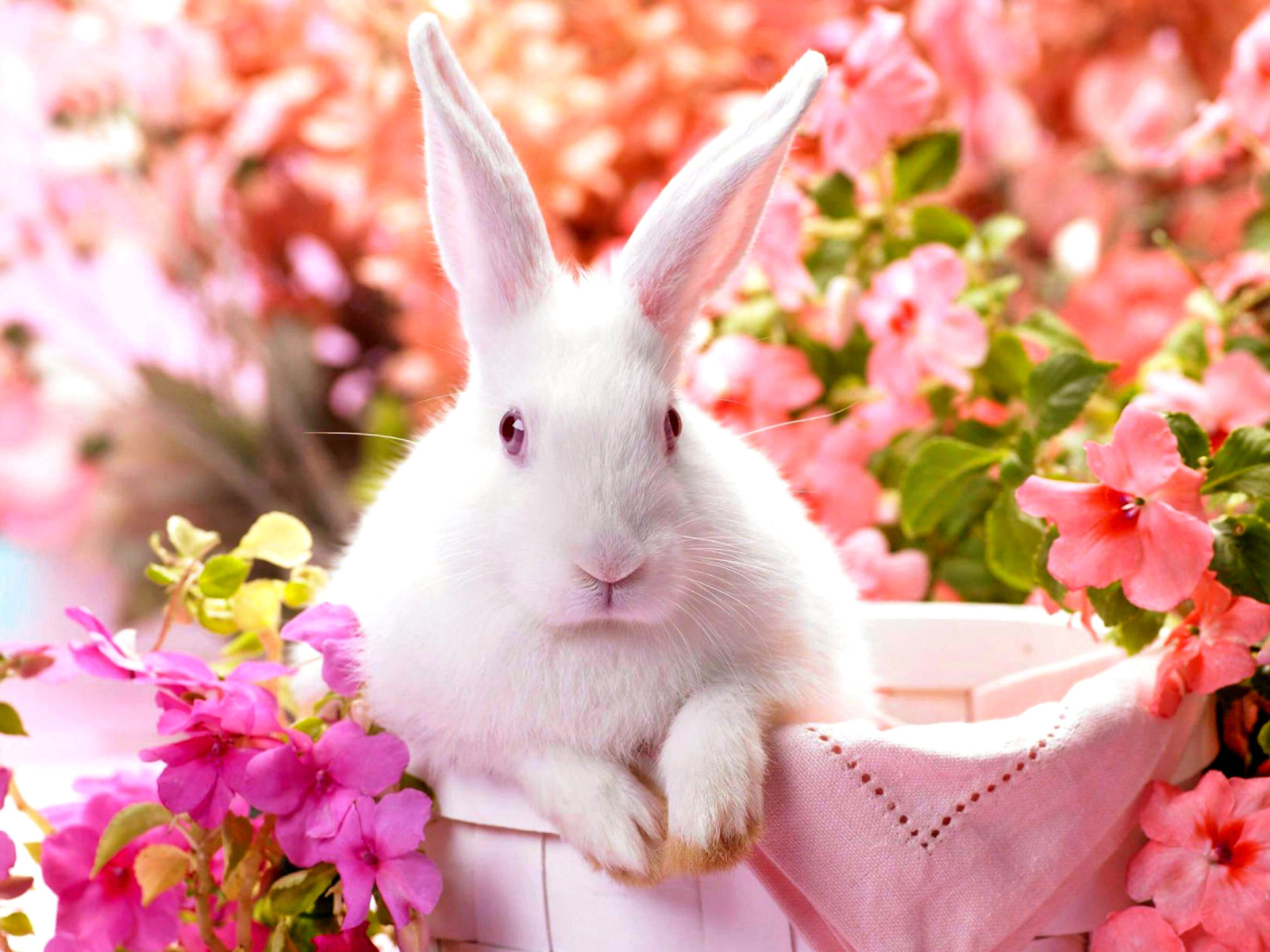 Fondo de pantalla Cute Rabbit 1600x1200