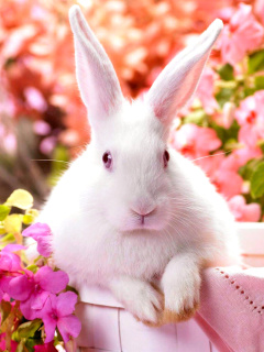 Das Cute Rabbit Wallpaper 240x320