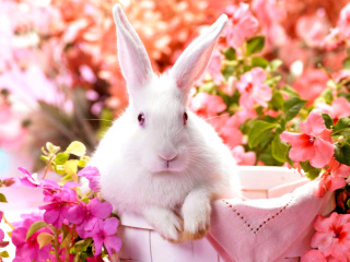 Screenshot №1 pro téma Cute Rabbit 320x240