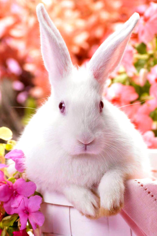 Screenshot №1 pro téma Cute Rabbit 320x480