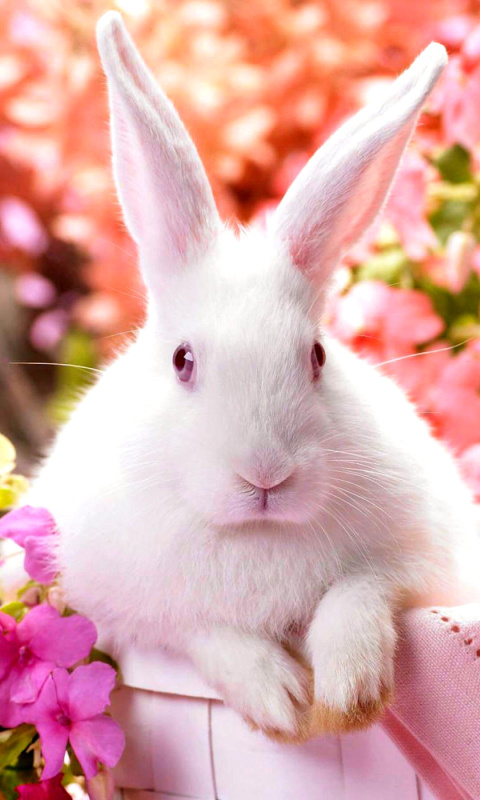 Fondo de pantalla Cute Rabbit 480x800