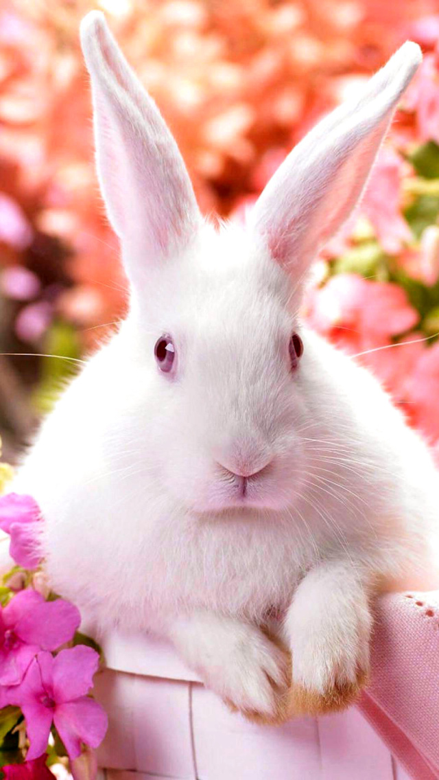 Das Cute Rabbit Wallpaper 640x1136