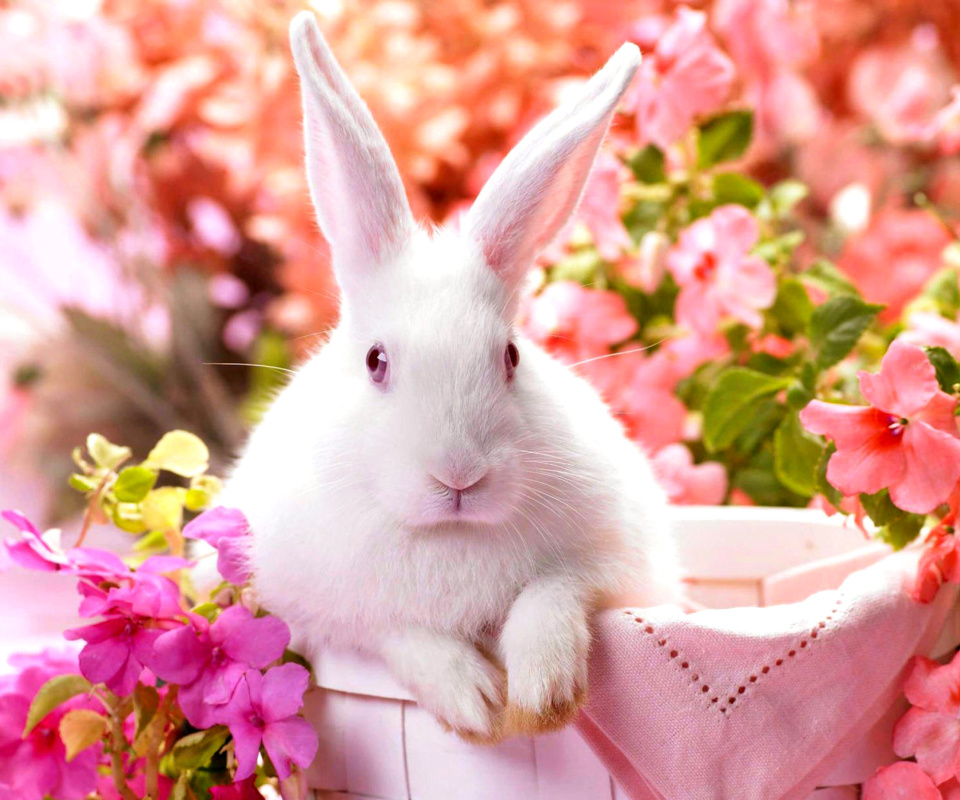 Cute Rabbit screenshot #1 960x800