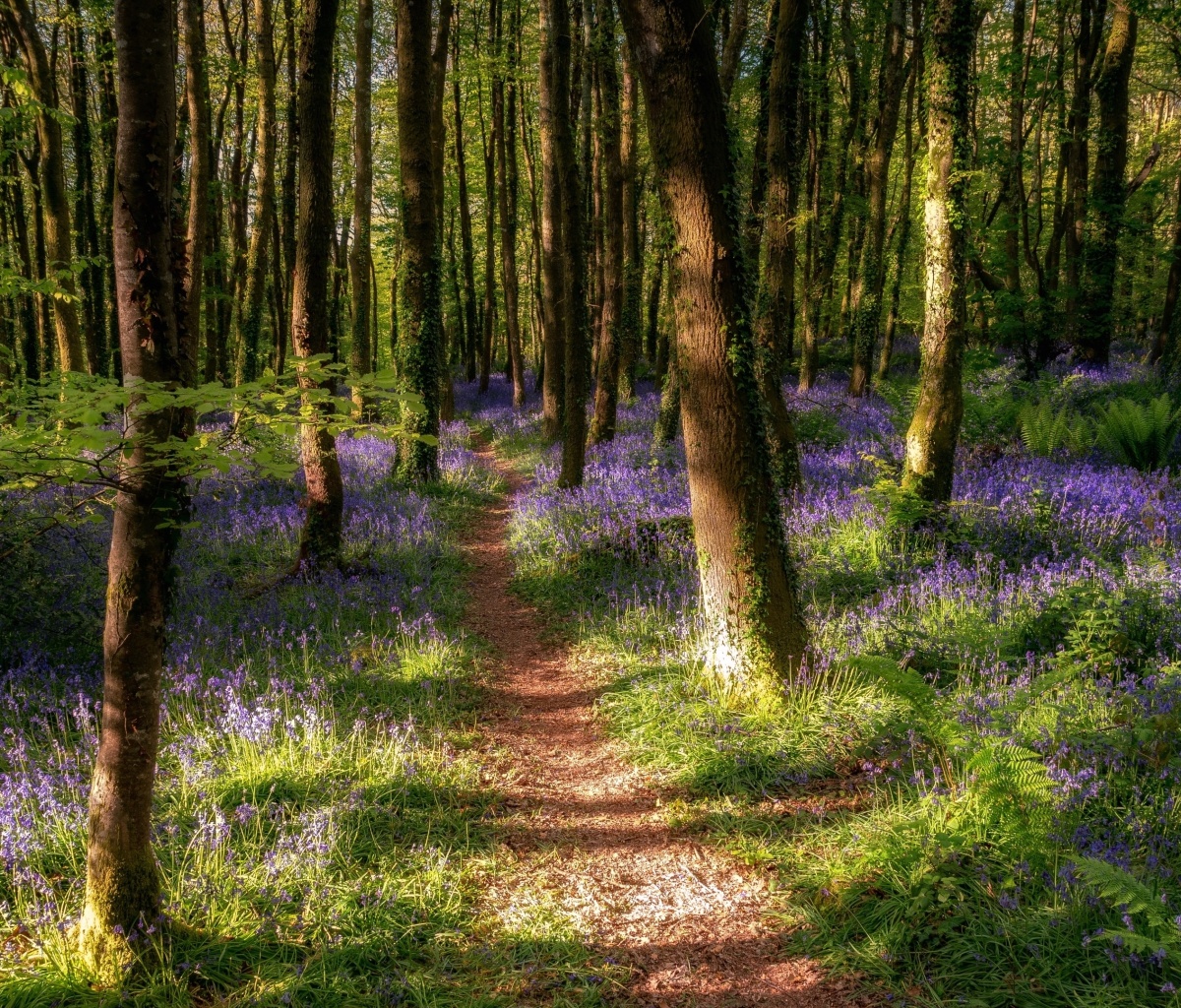 Das Spring Forest Wallpaper 1200x1024