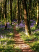 Spring Forest wallpaper 132x176