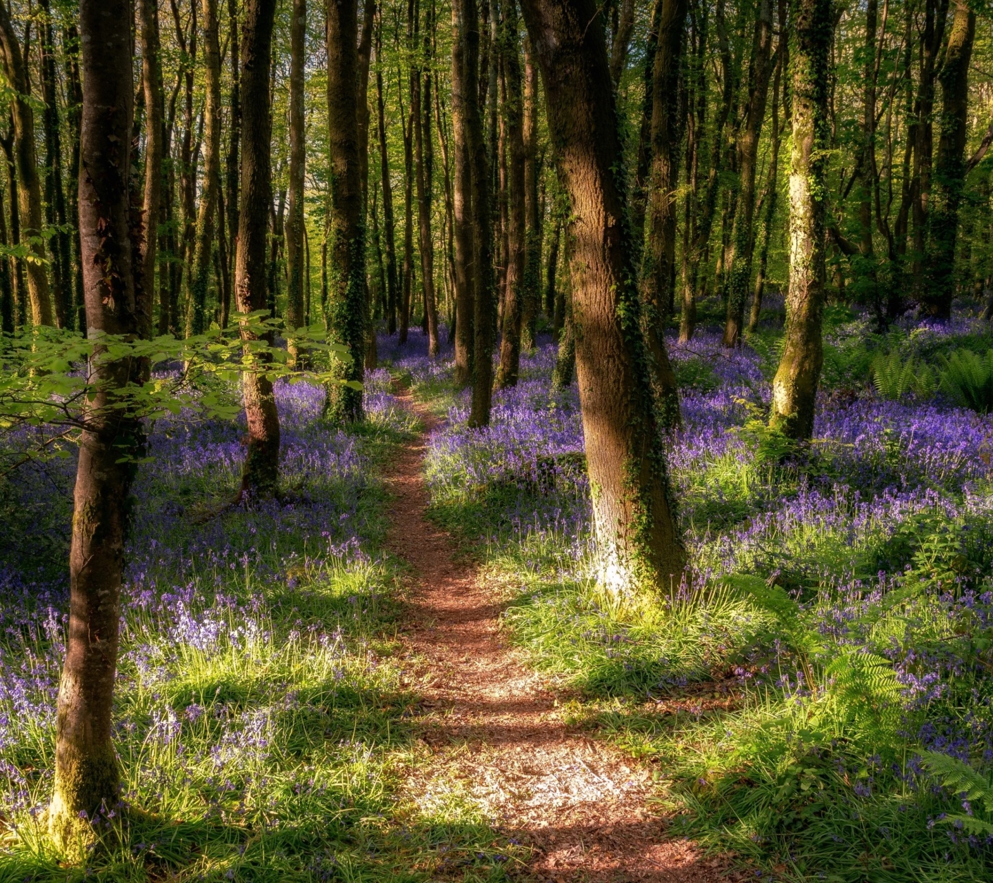 Fondo de pantalla Spring Forest 1440x1280