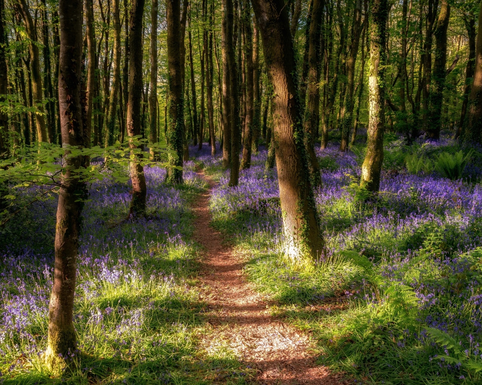 Das Spring Forest Wallpaper 1600x1280