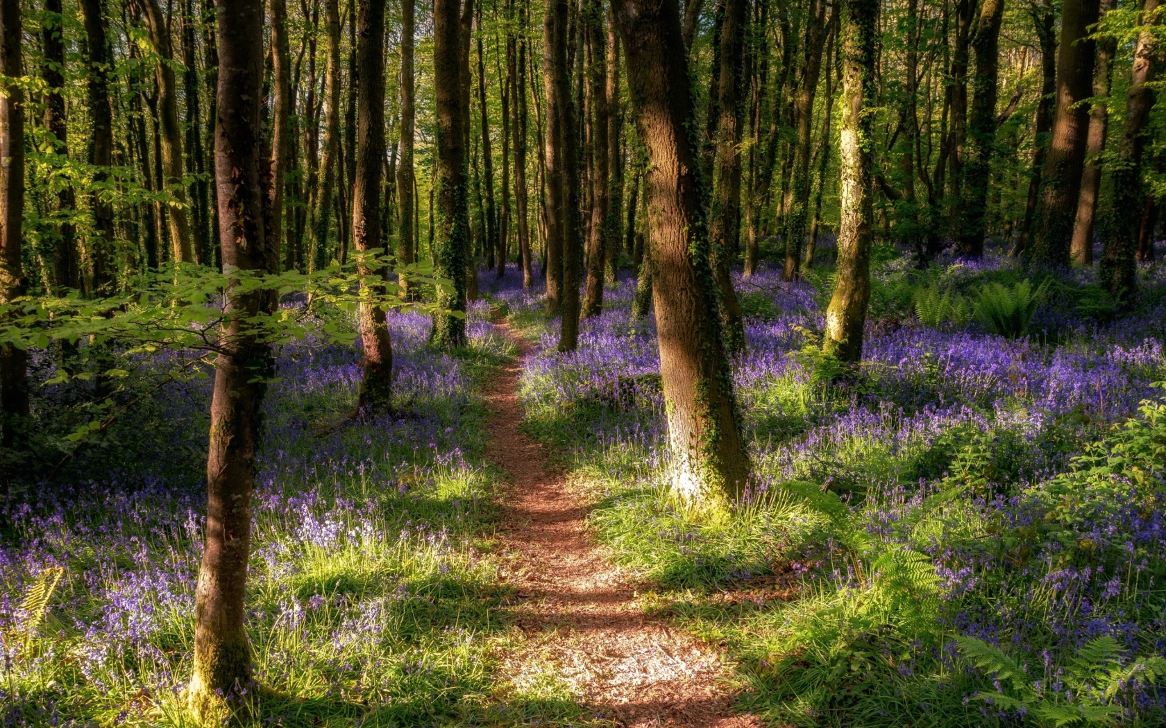 Das Spring Forest Wallpaper 1680x1050