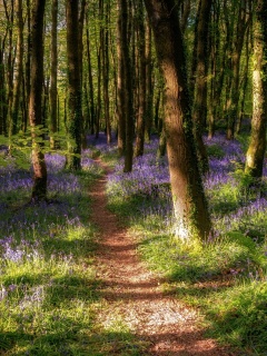 Das Spring Forest Wallpaper 240x320