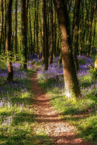 Spring Forest wallpaper 320x480