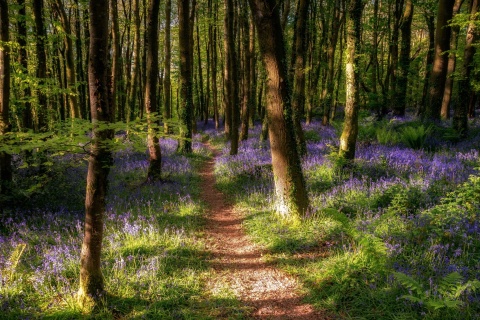 Das Spring Forest Wallpaper 480x320