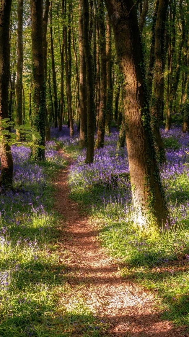 Spring Forest wallpaper 640x1136