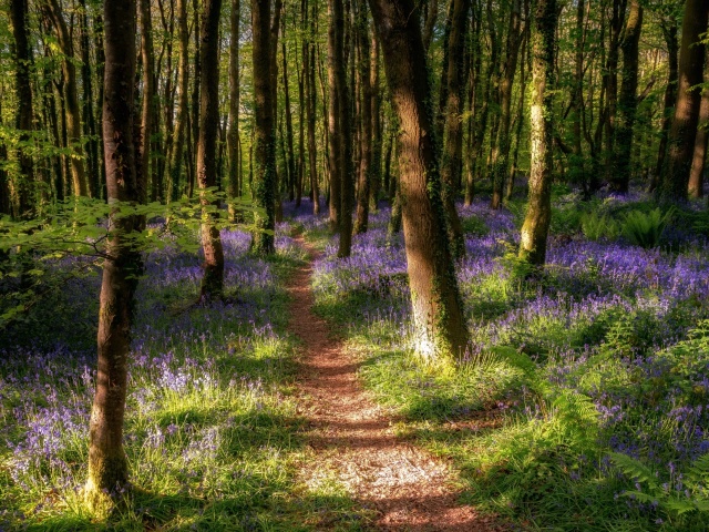 Das Spring Forest Wallpaper 640x480