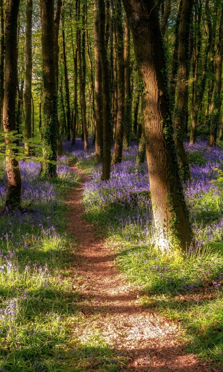 Spring Forest wallpaper 768x1280