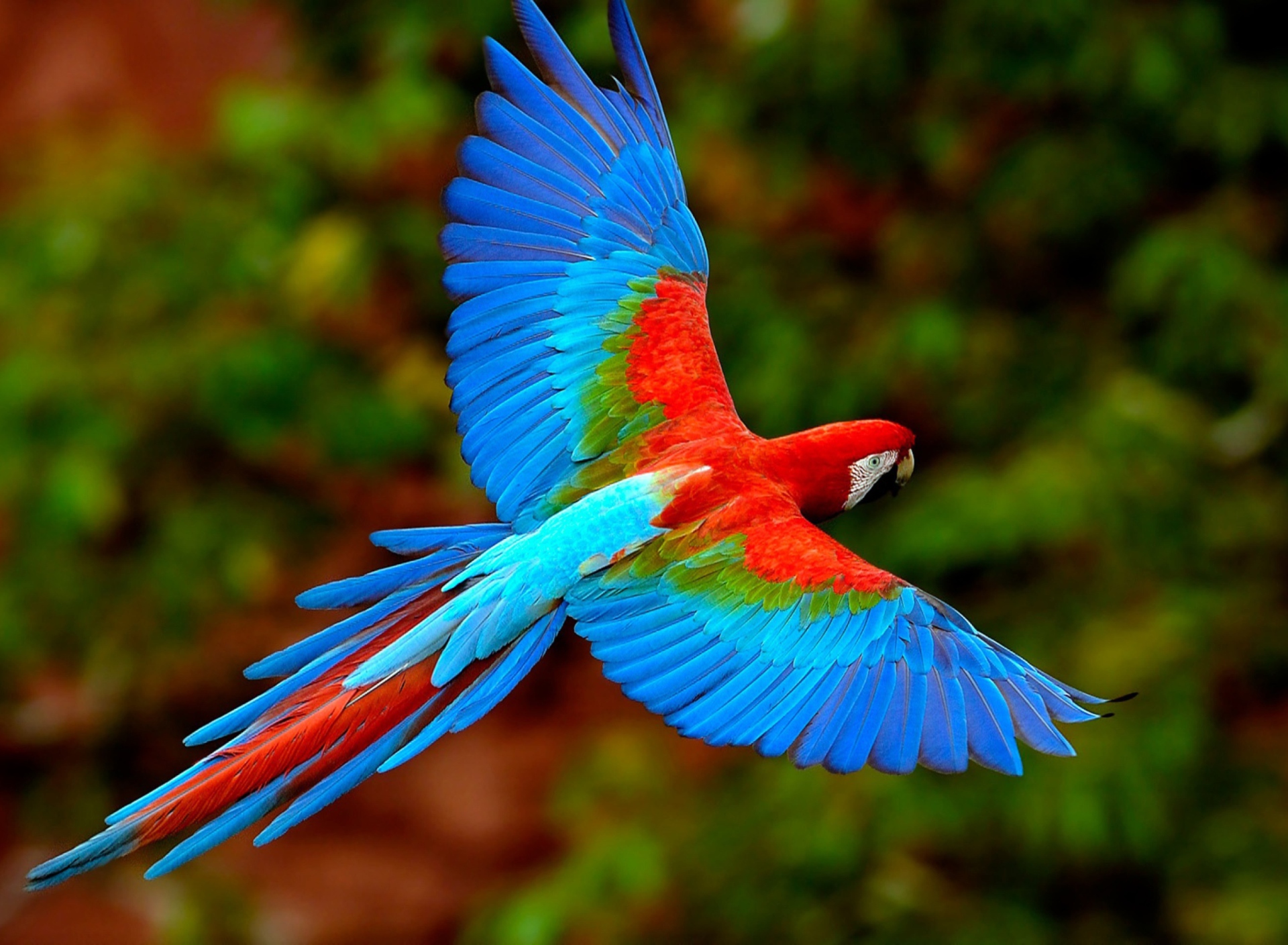 Bright Parrot wallpaper 1920x1408