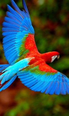 Bright Parrot wallpaper 240x400