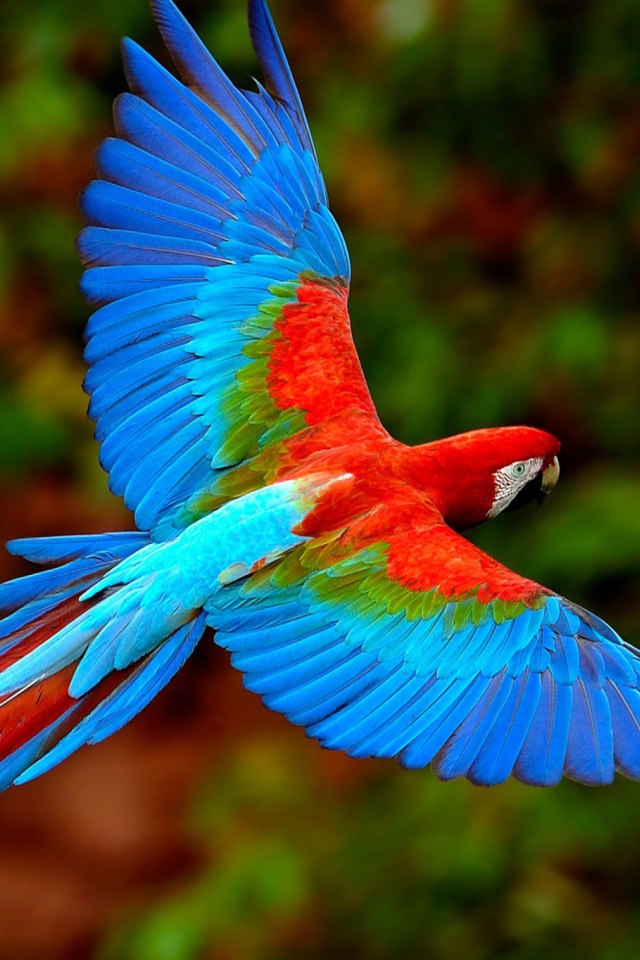 Bright Parrot wallpaper 640x960