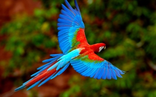 Bright Parrot sfondi gratuiti per cellulari Android, iPhone, iPad e desktop