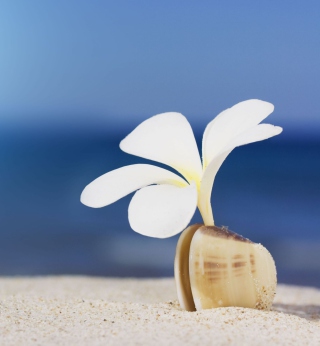 Kostenloses Little White Flower In Shell Wallpaper für iPad mini
