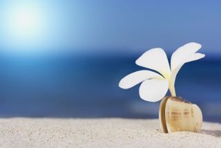 Little White Flower In Shell sfondi gratuiti per LG Optimus M