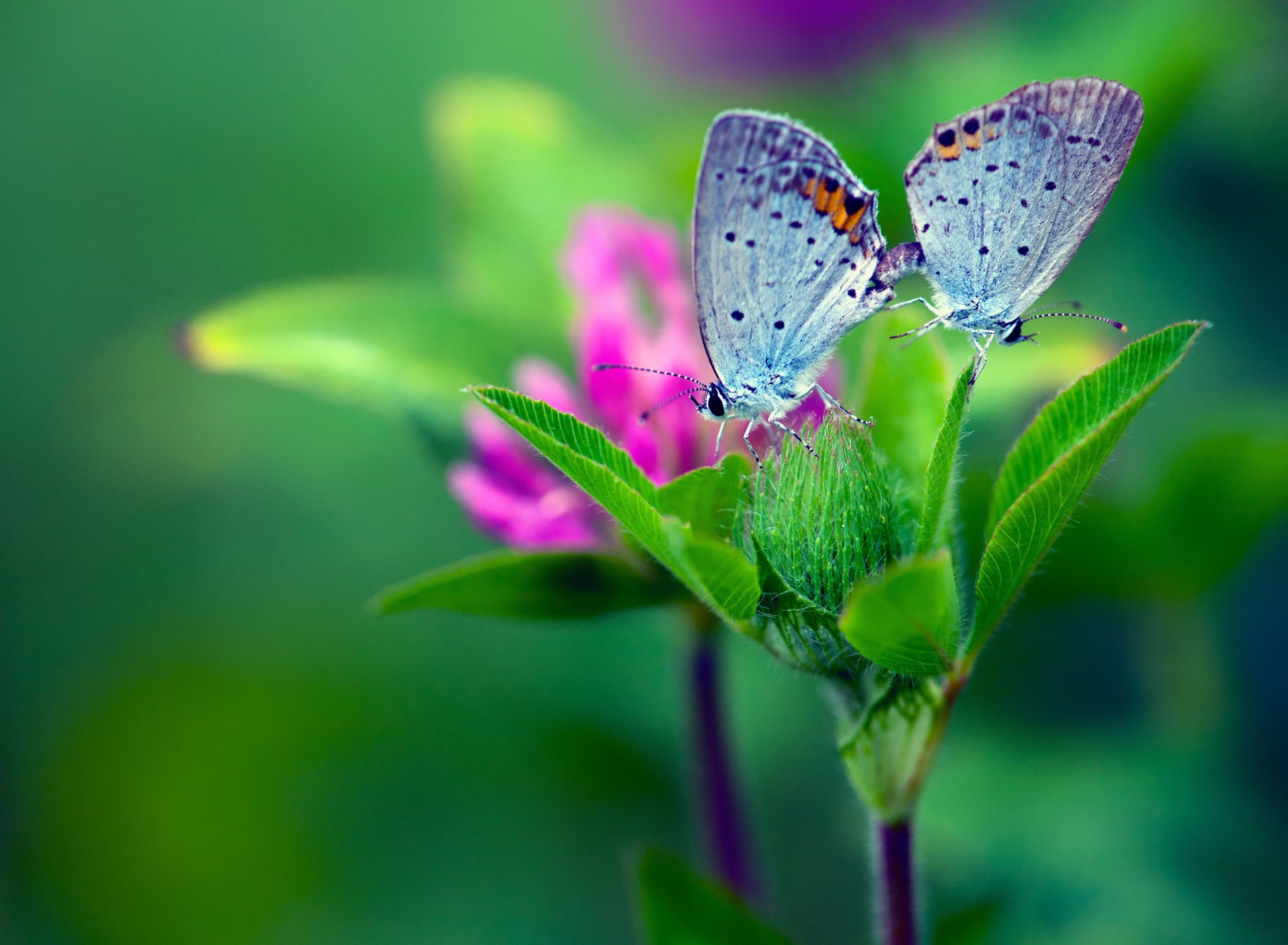 Blue Butterflies On Green Leaves wallpaper 1920x1408