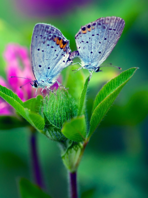 Blue Butterflies On Green Leaves wallpaper 480x640