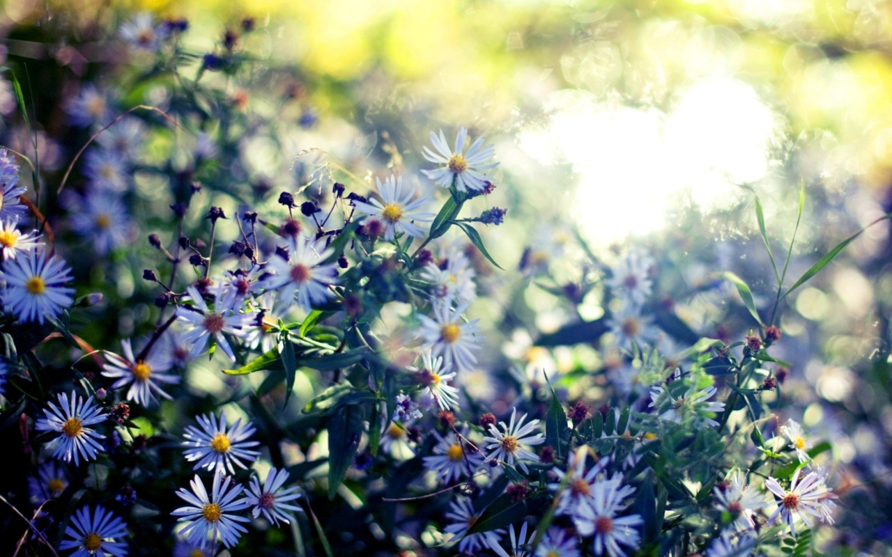 Daisies In Garden screenshot #1 1280x800