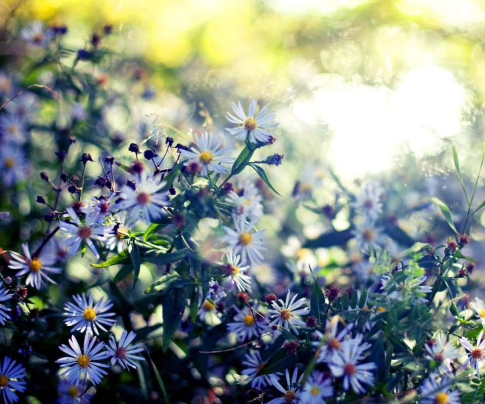 Daisies In Garden wallpaper 960x800