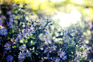 Daisies In Garden - Obrázkek zdarma 