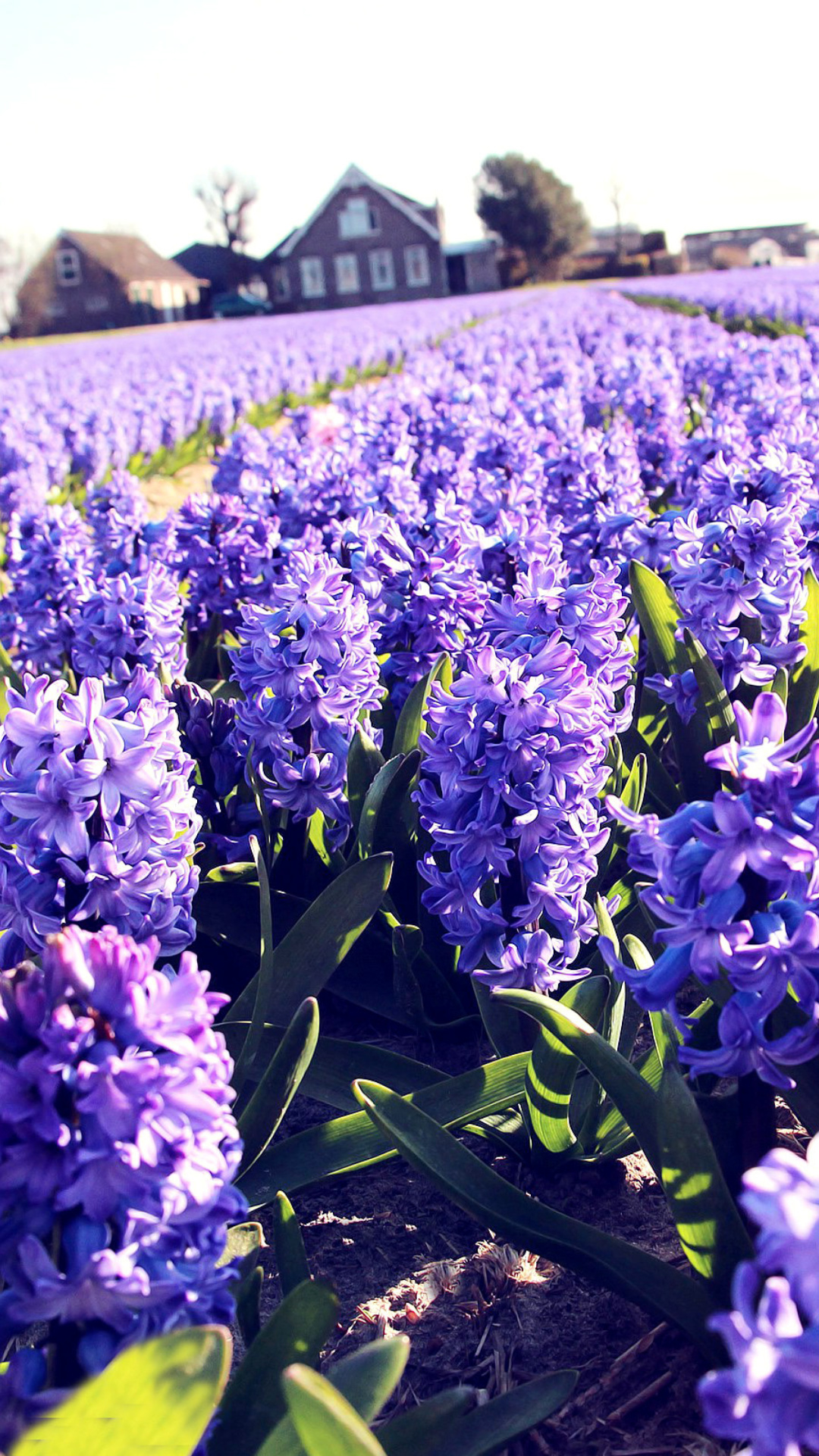 Sfondi Lavender Field 1080x1920