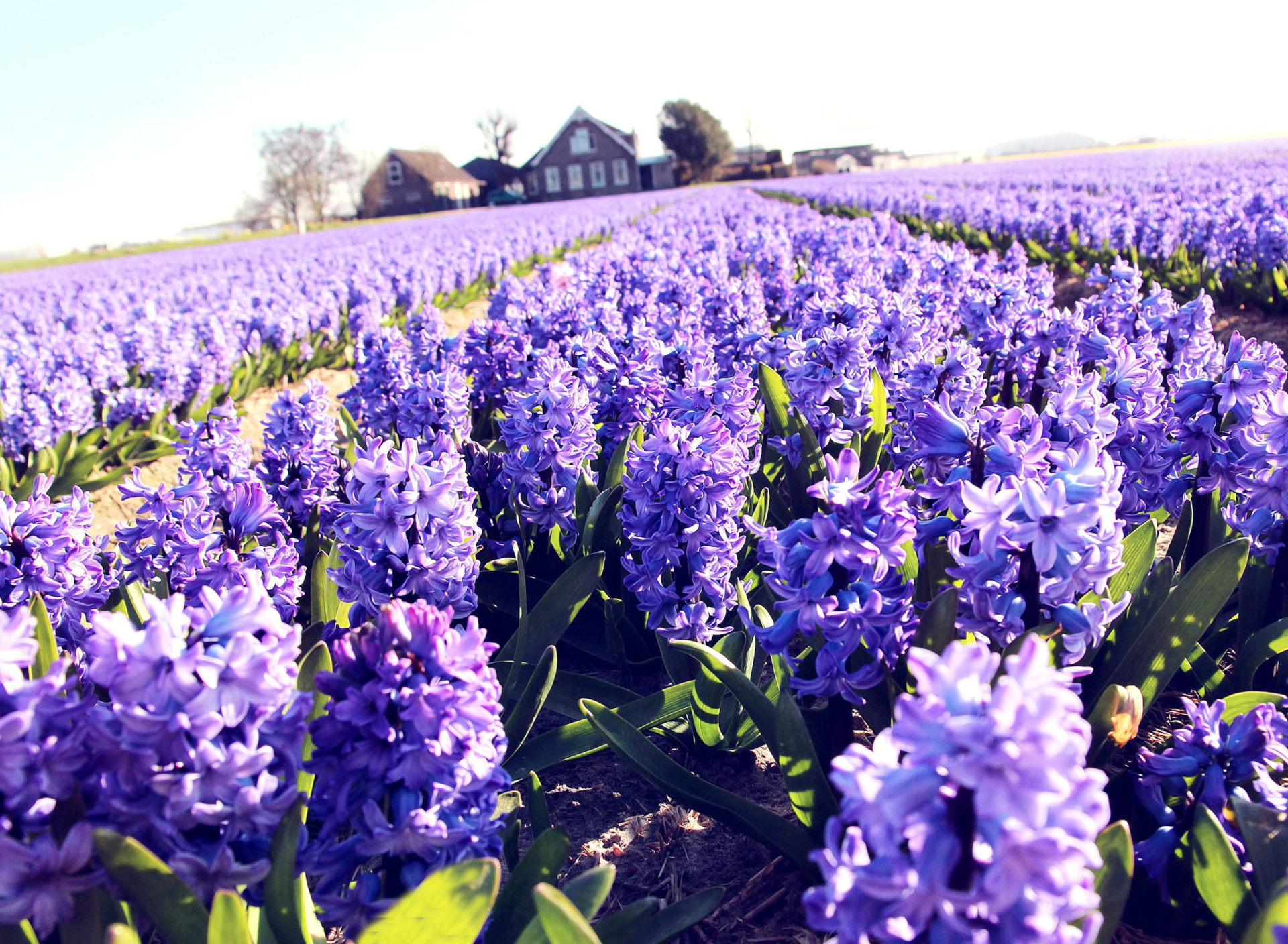 Fondo de pantalla Lavender Field 1920x1408