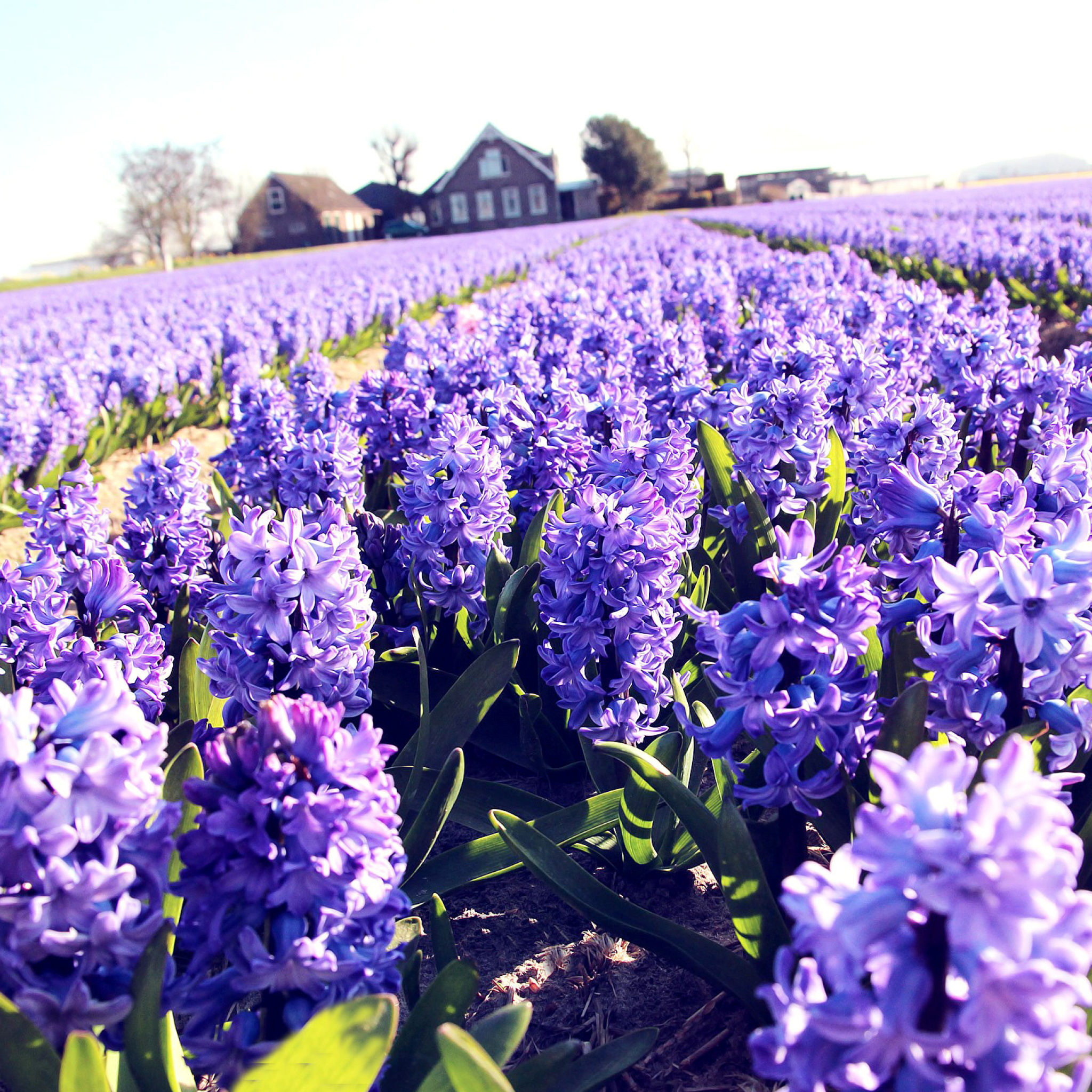 Screenshot №1 pro téma Lavender Field 2048x2048