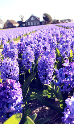 Обои Lavender Field 240x400