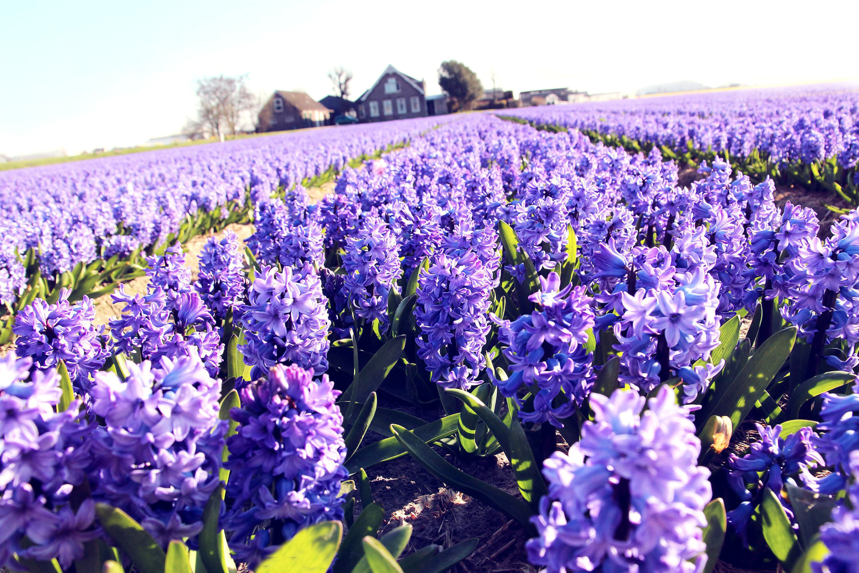 Screenshot №1 pro téma Lavender Field 2880x1920