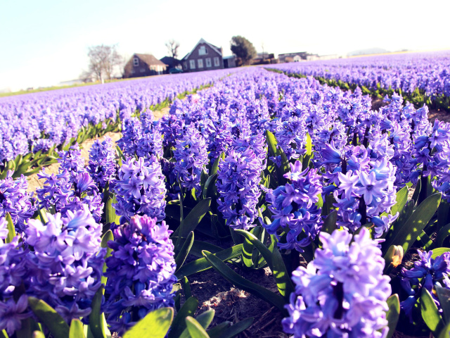 Sfondi Lavender Field 640x480